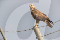 FEATURE - Pix of the Day: Bilder des Tages