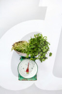 Herb: Coriander