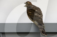 FEATURE - Kleiner Falke auf Besuch