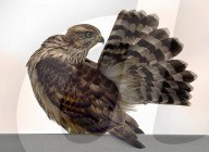 FEATURE - Kleiner Falke auf Besuch