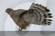 FEATURE - Kleiner Falke auf Besuch