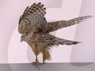 FEATURE - Kleiner Falke auf Besuch