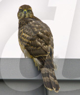 FEATURE - Kleiner Falke auf Besuch