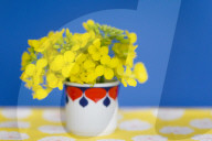 Rapeseed Blossoms in Cup