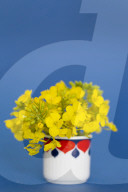 Rapeseed Blossoms in Cup