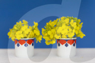 Rapeseed Blossoms in Cups
