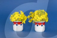 Rapeseed Blossoms in Cups