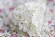 Guelder Rose as Table Decoration