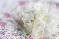 Guelder Rose as Table Decoration