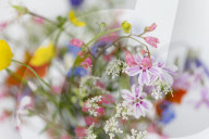 Field Flowers