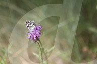 Butterfly sitting on a Thistle