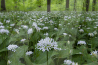 Wild Garlic blooming Hainich National Park