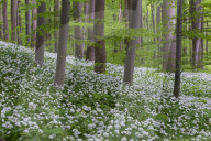 Wild Garlic blooming Hainich National Park