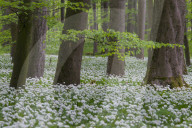 Wild Garlic blooming Hainich National Park