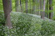 Wild Garlic blooming Hainich National Park