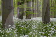 Wild Garlic blooming Hainich National Park