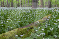 Wild Garlic blooming Hainich National Park