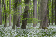 Wild Garlic blooming Hainich National Park