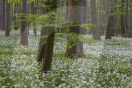 Wild Garlic blooming Hainich National Park