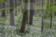 Wild Garlic blooming Hainich National Park