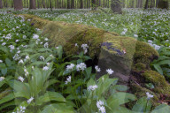 Wild Garlic blooming Hainich National Park