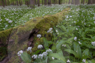 Wild Garlic blooming Hainich National Park