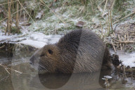 Nutria at a River in Winter