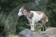 Domestic Goat
