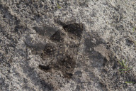 Wolf Tracks