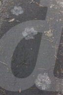 Wolf Tracks