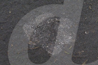 Wolf Tracks
