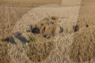 Boar Tracks in Oat Field