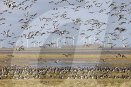 Barnacle Goose