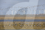 Barnacle Goose