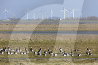 Barnacle Goose