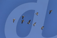Barnacle Goose Swarm