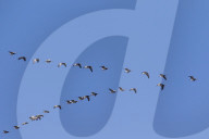 Barnacle Goose Swarm