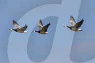 Three Barnacle Geese