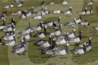 Barnacle Goose Swarm resting on a Meadow
