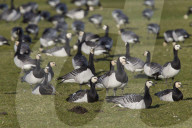 Barnacle Goose Swarm resting on a Meadow