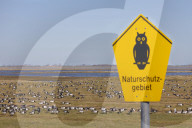 Barnacle Goose Swarm resting 