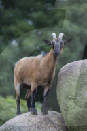 Domestic Goat