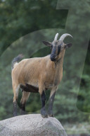 Domestic Goat