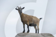 Domestic Goat