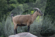 Domestic Goat
