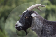 Domestic Goat