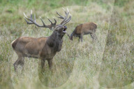Belling Red Deer
