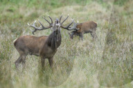 Red Deer belling