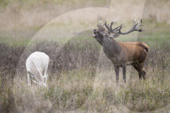 Belling Red Deer and one Albino Deer