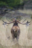 Belling Red Deer